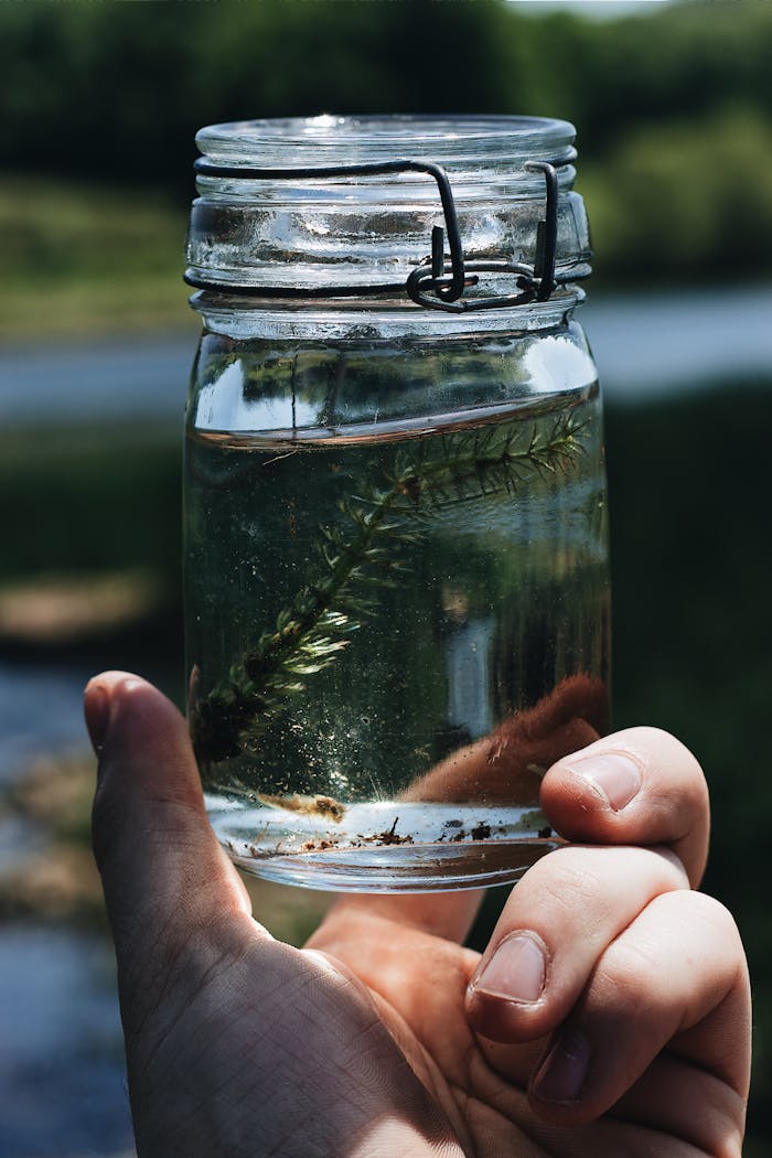 Strona główna Crop anonymous person holding glass jar with small stem of Ceratophyllum demersum known as hornwort submerged aquatic plant against blurred natural environment